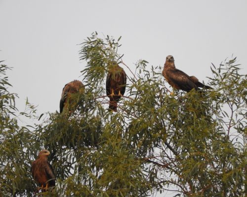 Milanos negros en la antigua laguna de La Janda