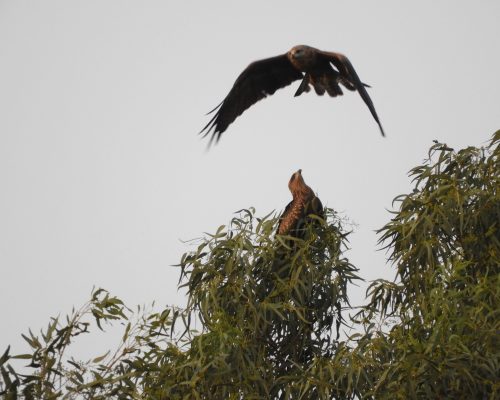 Milanos negros en la antigua laguna de La Janda