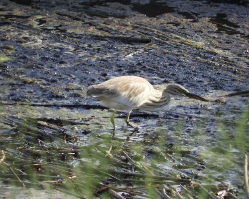 Martinete común joven en la antigua laguna de La Janda