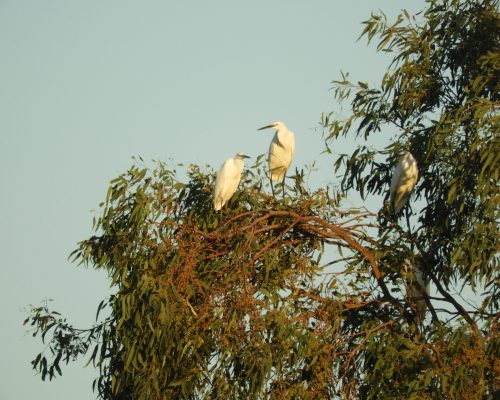 Garcetas en la antigua laguna de La Janda