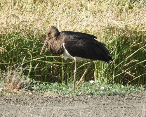 Cigüeña negra en la antigua laguna de La Janda