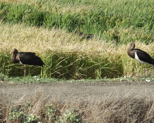 Pareja de cigüeñas negras en la antigua laguna de La Janda