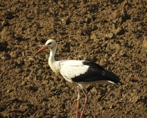Cigüeña en la antigua laguna de La Janda