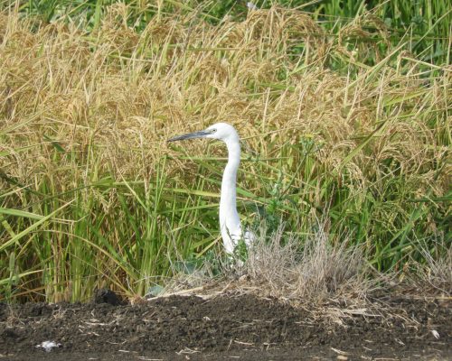 Garceta común en la antigua laguna de La Janda