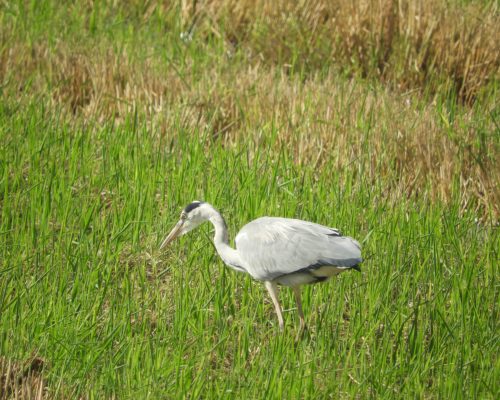 Garza real en la antigua laguna de La Janda