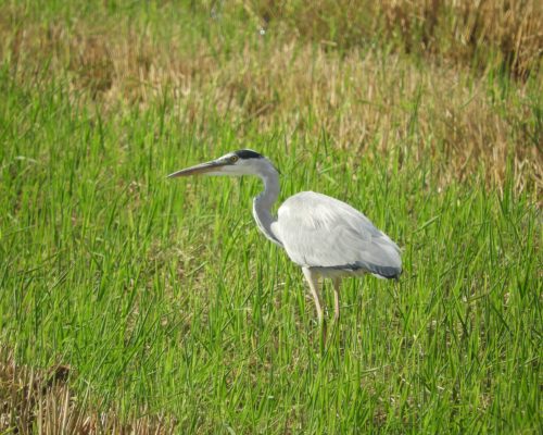 Garza real en la antigua laguna de La Janda