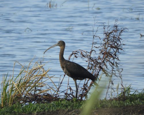 Morito en la antigua conducta de La Janda