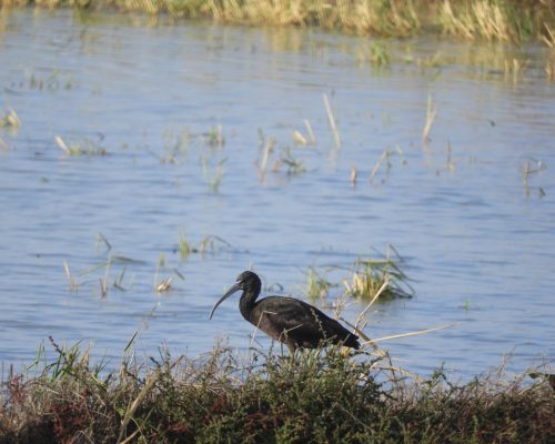 Morito en la antigua conducta de La Janda