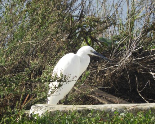 Garceta común en la antigua laguna de La Janda