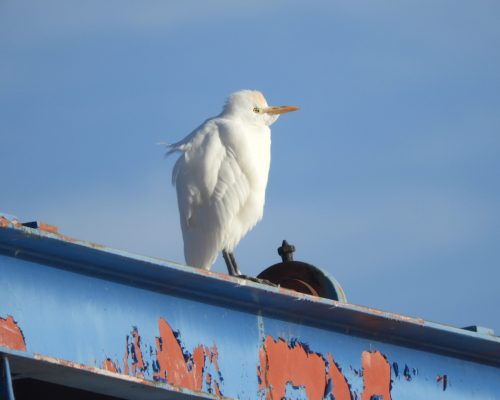 Garcilla bueyera en la antigua laguna de La Janda