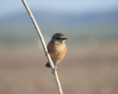 Tarabilla común hembra en la antigua laguna de La Janda