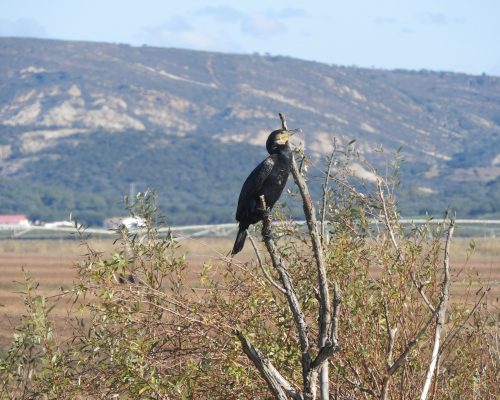 Cormorán en la antigua laguna de La Janda