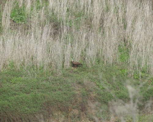 Aguilucho lagunero en la antigua laguna de La Janda
