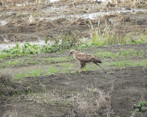 Busardo ratonero en la antigua laguna de La Janda