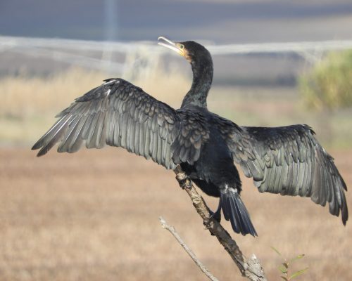 Cormorán en la antigua laguna de La Janda