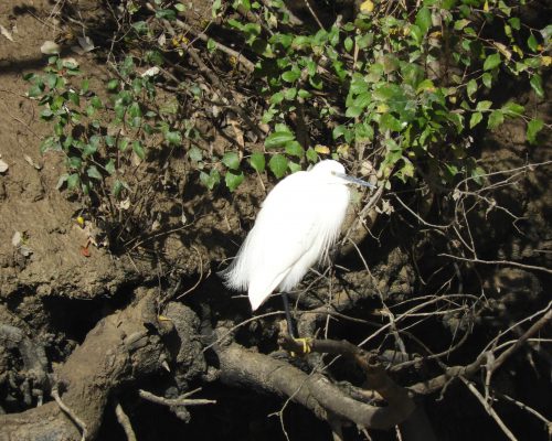 Garceta común en la antigua laguna de La Janda