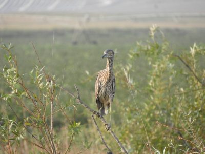 Te vas para no volver