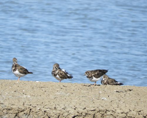 Vuelvepiedras en las marismas de Barbate