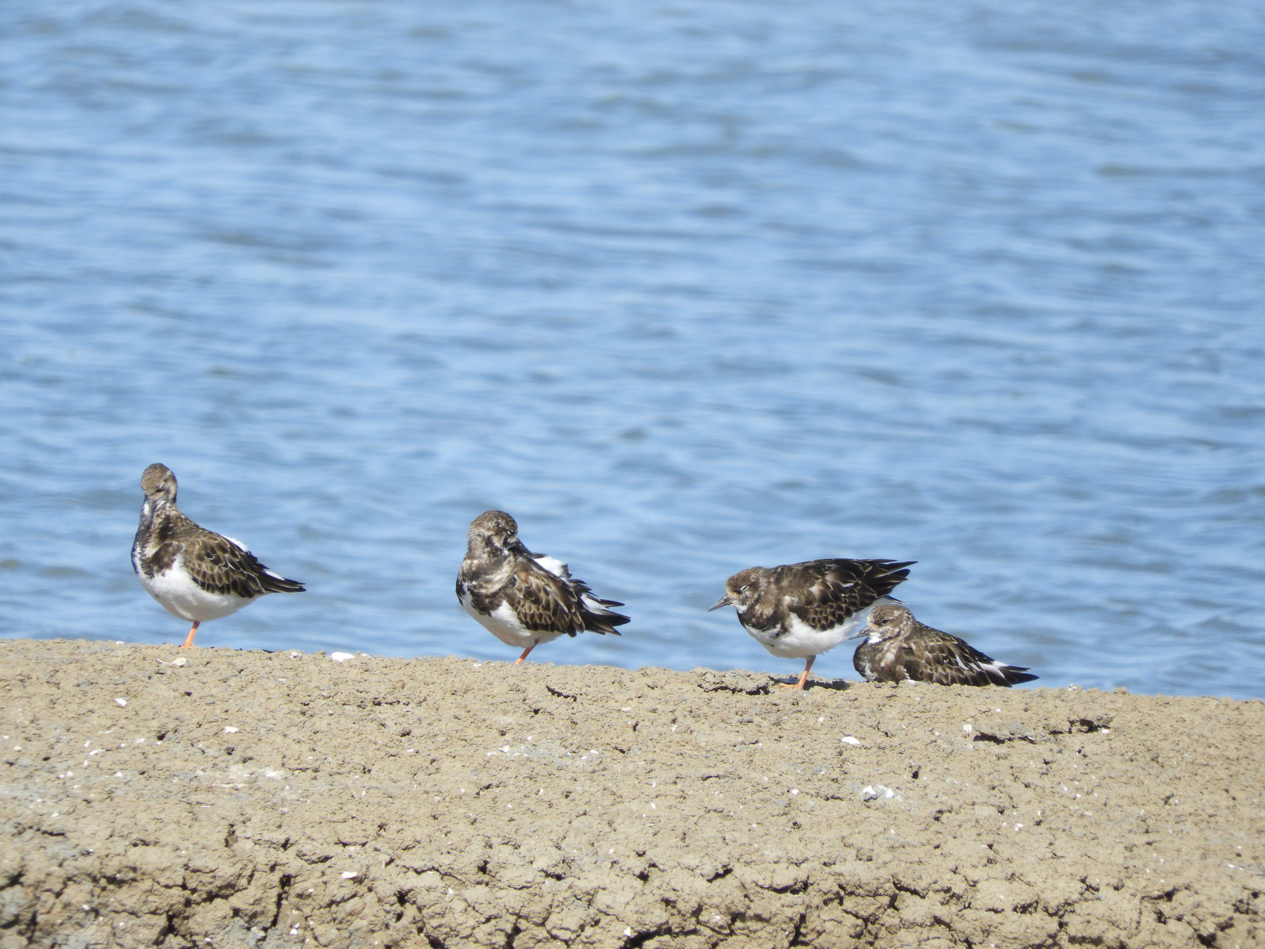 Vuelvepiedras en las marismas de Barbate