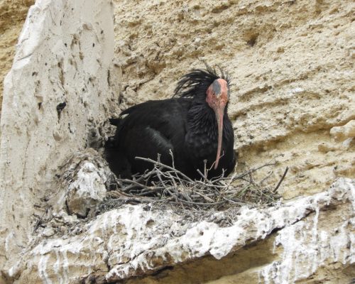 Ibis eremita en Vejer de la Frontera