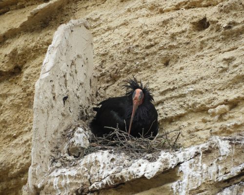 Ibis eremita en Vejer de la Frontera