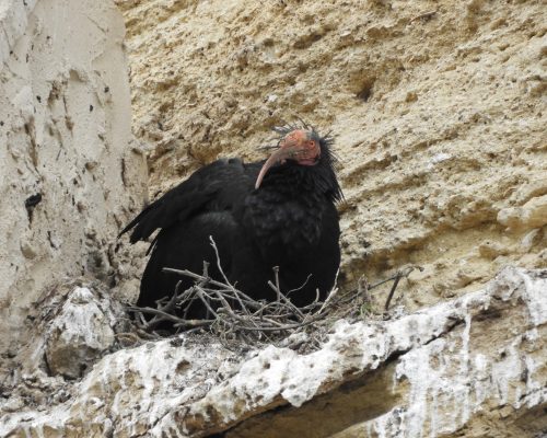Ibis eremita en Vejer de la Frontera