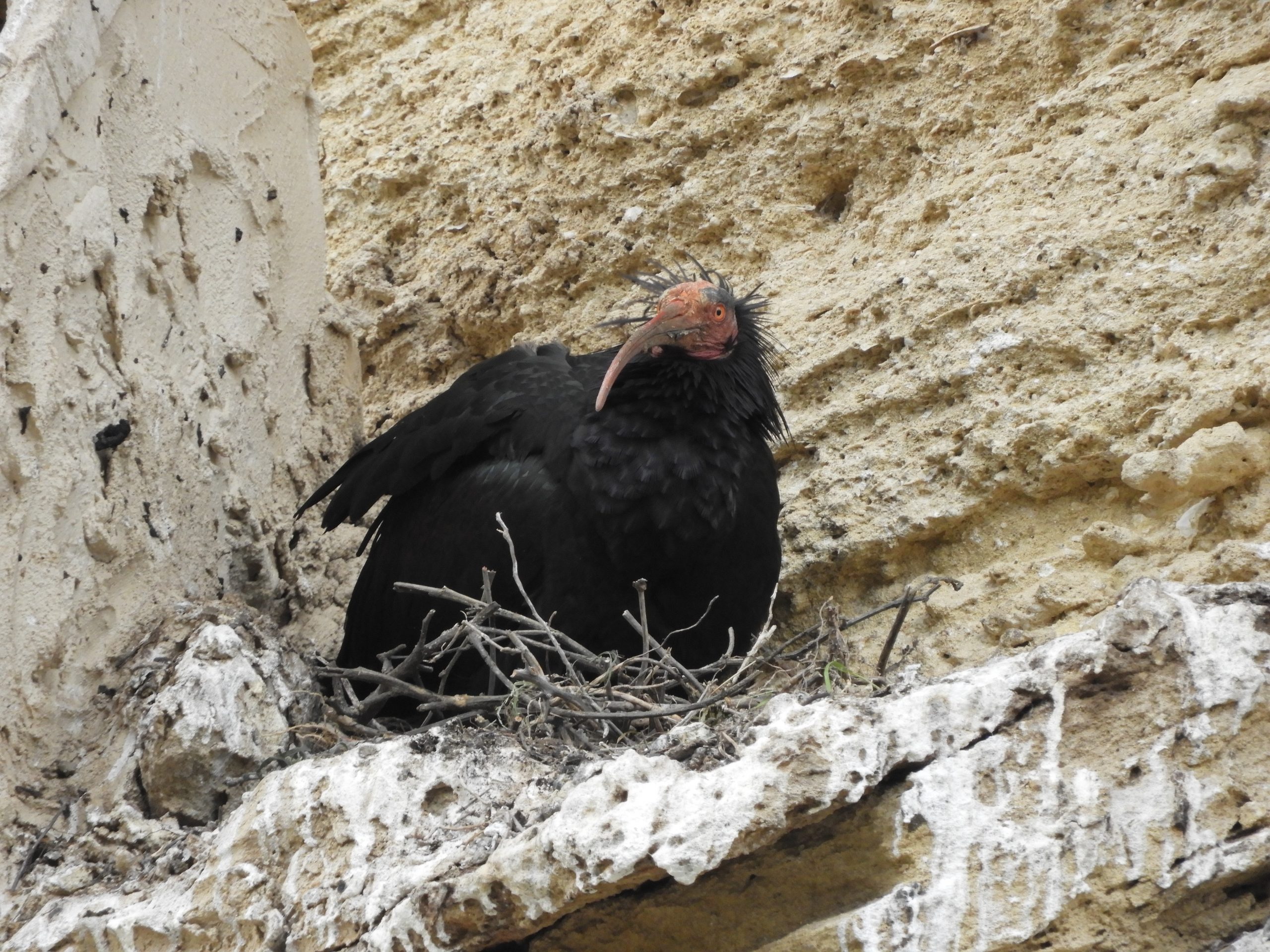 Ibis eremita en Vejer de la Frontera