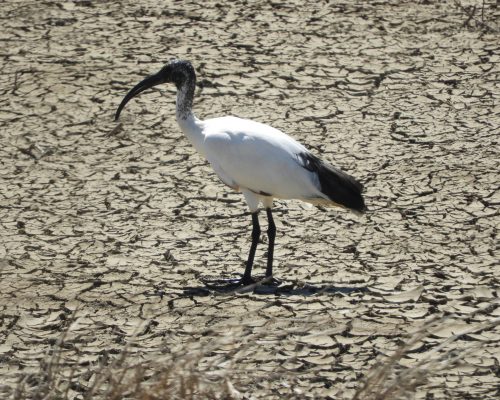 Ibis sagrado en la antigua laguna de La Janda