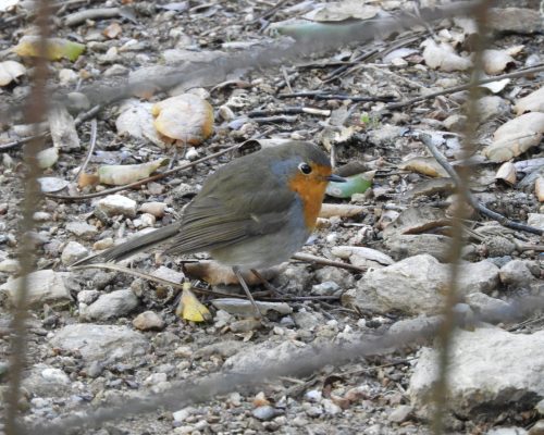 Petirrojo en la Sierra de Huelva