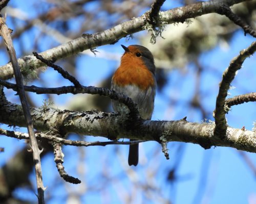 Petirrojo en la Sierra de Huelva