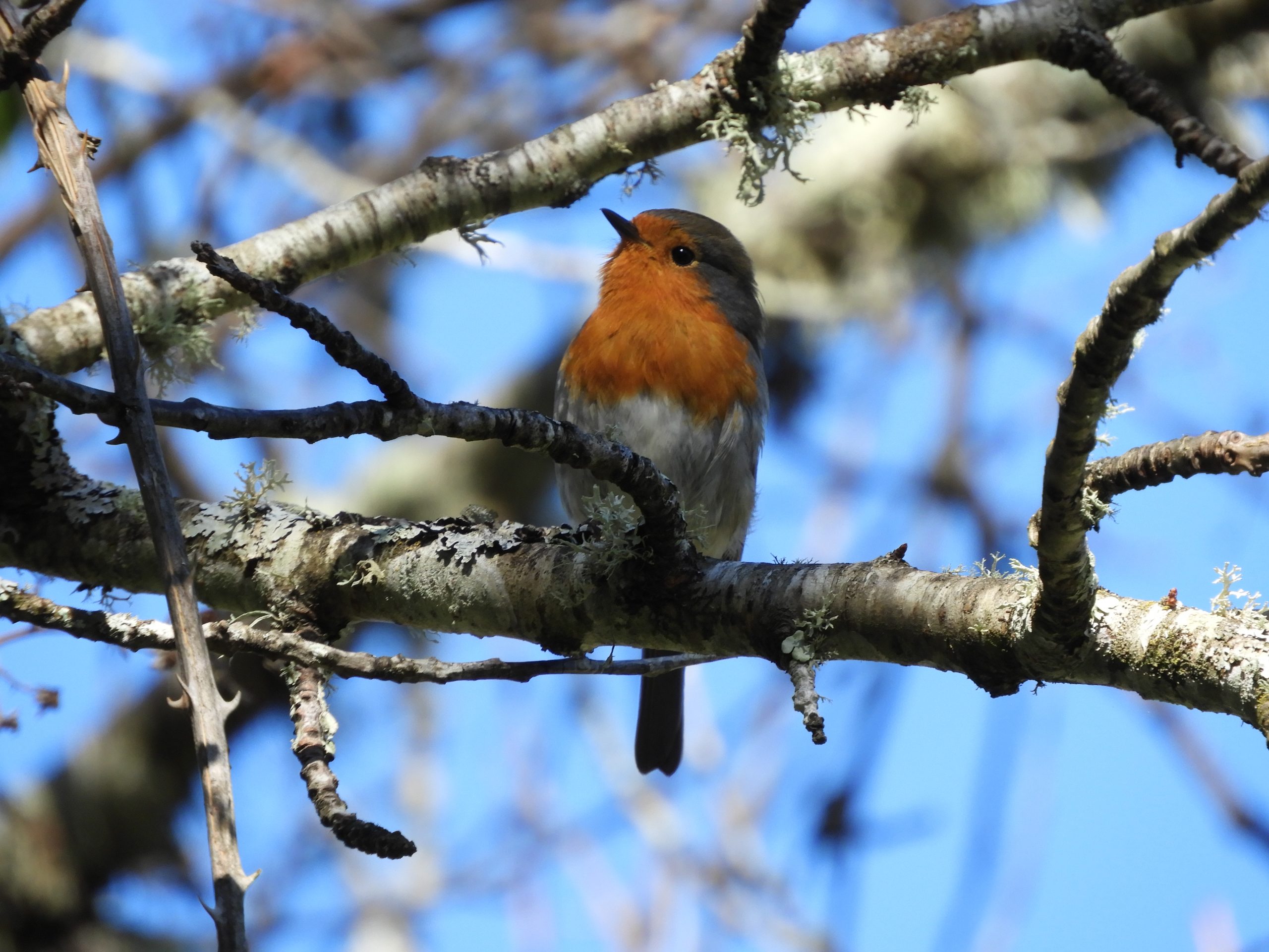 Petirrojo en la Sierra de Huelva