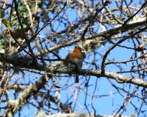 Petirrojo en la Sierra de Huelva