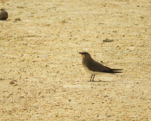 Canastera en las marismas de Babrbate