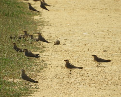 Canasteras en las marismas de Barbate