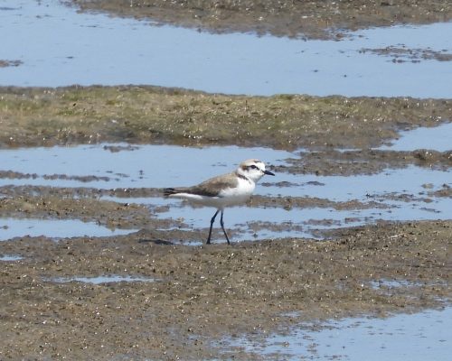 Chorlitejo patinegro en las marismas de Barbate