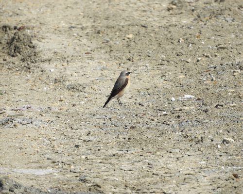 Collalba gris en las marismas de Barbate