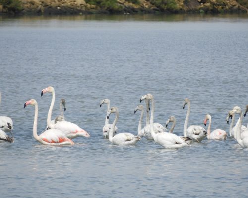 Flamencos en las marismas de Barbate