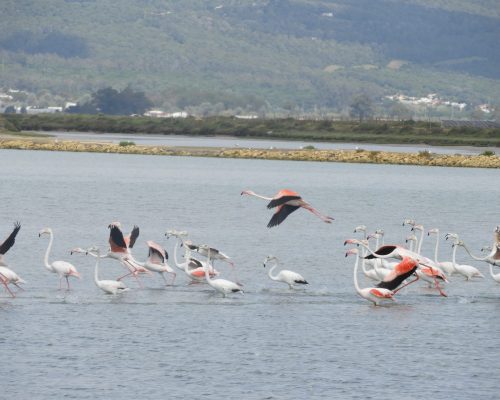 Flamencos en las marismas de Barbate