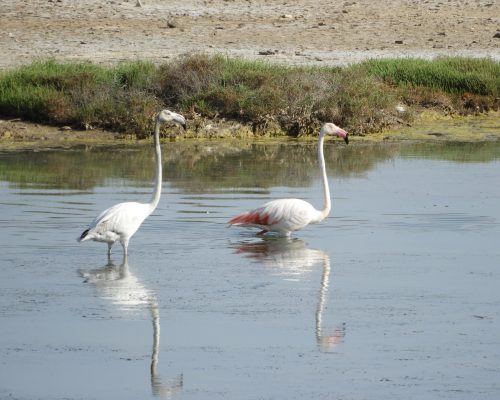 Flamencos en las marismas de barbate