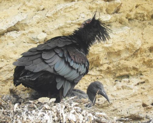 Ibis eremita en Vejer de la Frontera