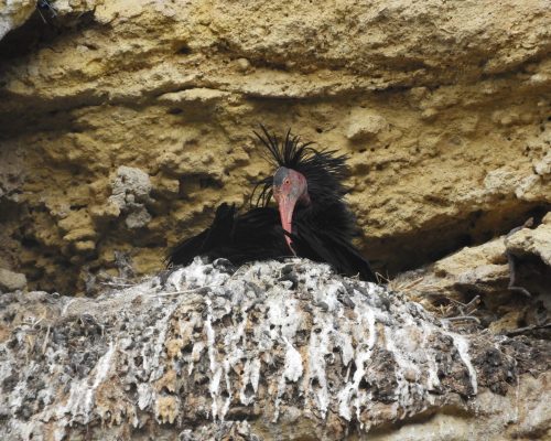 Ibis eremita en Vejer de la Frontera