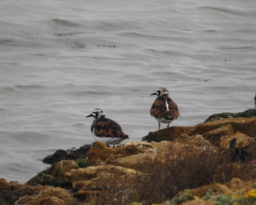 Vuelvepiedras en las marismas de Barbate