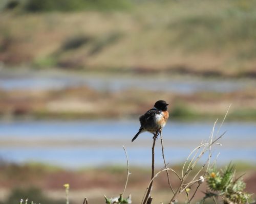 Tarabilla macho en La Janda