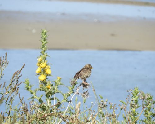 Escribano triguero en las marismas de Barbate