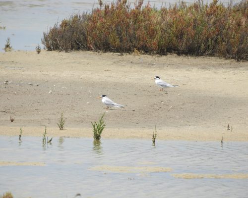 Charranes en las marismas de Barbate