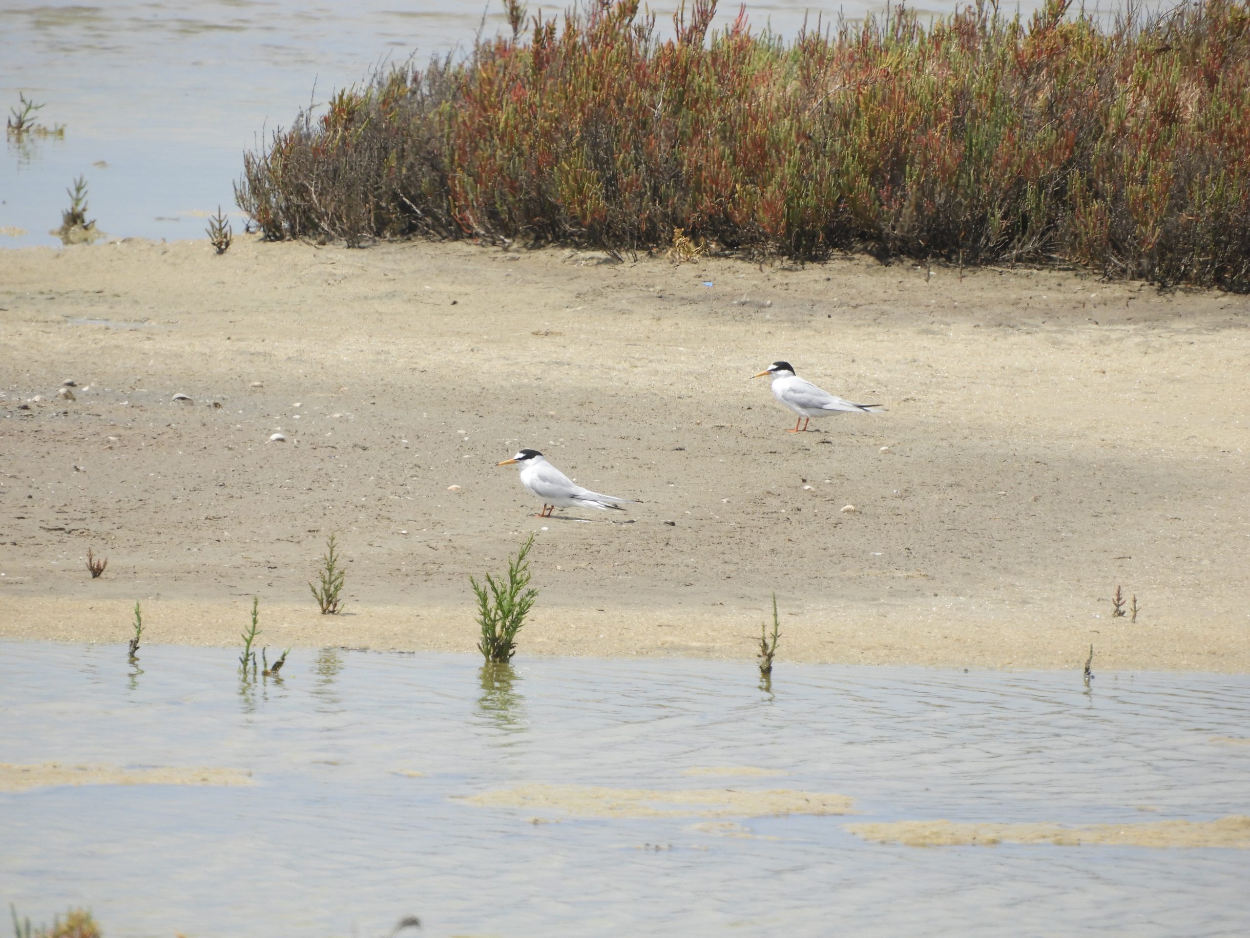 Charranes en las marismas de Barbate