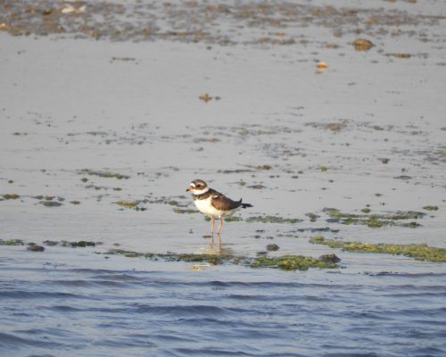 Chorlitejo grande en las marismas de Barbate