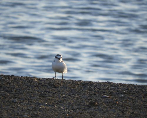 Chorlitejo patinegro en las marismas de Barbate