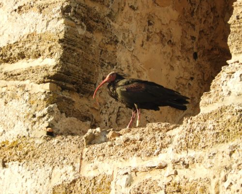 Ibis eremita en El Palmar