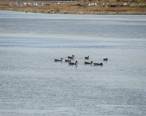 Ánades frisos en las marismas de Barbate